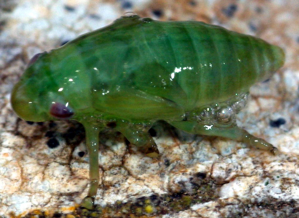 Ninfa di Aphrophoridae